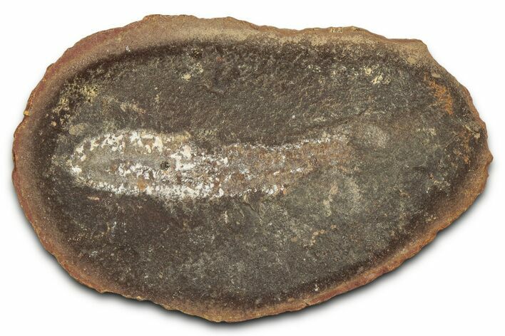 Pennsylvanian Worm (Didontogaster) Fossil - Mazon Creek #325917